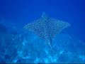 Scuba Diving Belize