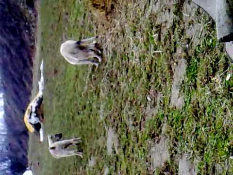 Qent+e+sharrit+ne+gara