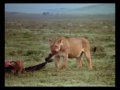 Afryka - Serengeti Part 1 Of 4