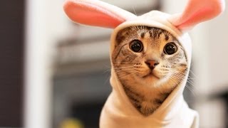 Uma Páscoa Animal!