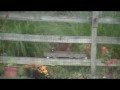 MOV029