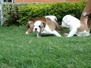 English bulldog puppies for sale www.englishbulldogbreeder.net call us at 786-206-9330