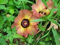 Bird watching and Hibiscus