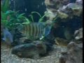 Instructional Cichlid DVD (Inbreeding Preview)