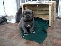 HAYDER DELLA GUARDIA ,CACHORROS JUGANDO