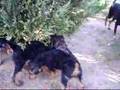 Airedale Terrier video