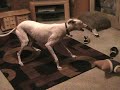 Psycho Dog Dance Psycho Dog Dance