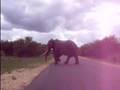 Duke, African Elephant from Kruger Nt. Park 