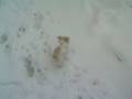 Reba's First Snow.MOV