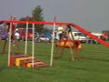 Dog Agility - Scott @ Bromsgrove Dog Agility - Scott @ Bromsgrove