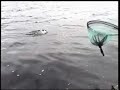 Loch Eye Fising for Brownies