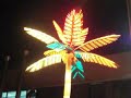 Palma Luminosa
