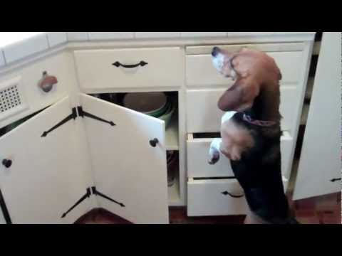 how to train nosework