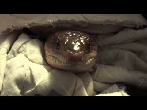 Blink blink one eeaty nap (90s band music nonmuisc vid)