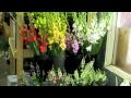 Current Stock in Cooler at Gillespie Florists 9-18-09