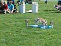 Bunny Jumping