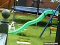sliding dog
