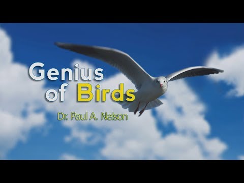 Origins: The Genius of Birds