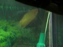 Charles the Gold Gourami