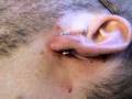 videos de Westcoast Piercintg and Ink Den - 2ga Ear Piercing