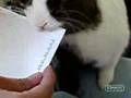 Letter Opener