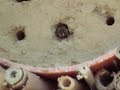 What kind of mason bee?