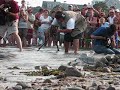 Turtle Power