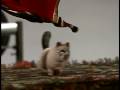 Margot's Cat - Arthur Ganson
