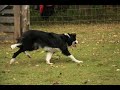 photo de herding photo de herding