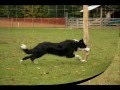 photo de herding