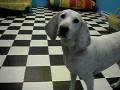 videos de Dog at My Dogs Daycare ponders tough questions