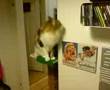 Re: My cat Tiggy talking / speaking saying hello
