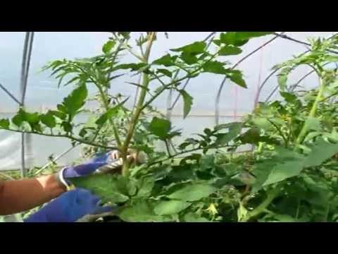 how to get more yield from tomato plants