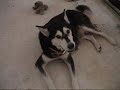 Malamute Puppies for Adoption