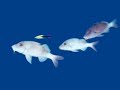 Natural Underwater Life