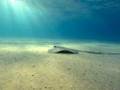 Natural Underwater Life