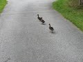 Ducklings ... Wait for me