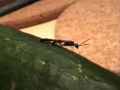 Weird Beast :P Weird Beast :P