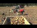 Click here to watch this video Vidalia Onion Harvesting Is Underway