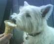 Dog eating ice cream cone