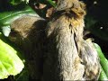 Marmosets Marmosets