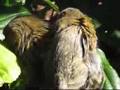 Marmosets