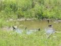 crows bathing:YouTube������=18��