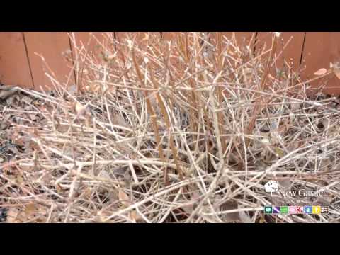 how to grow abelia