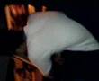 Reginaldo(mahamed) aloprando no carro ao som de psirico