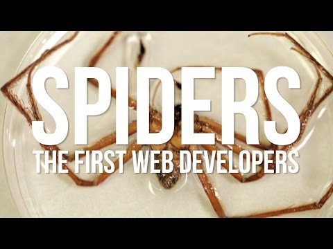 Spiders: The First Web Developers