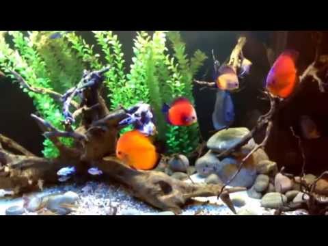 how to care discus fish