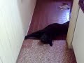 20112009002RUBY EN LA COCINA.mp4