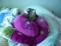 Cat Massage to Sleep