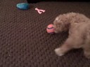 Hamilton and the ball